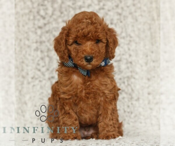 Medium Photo #3 Poodle (Toy) Puppy For Sale in NEW HOLLAND, PA, USA