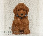 Small #2 Poodle (Toy)