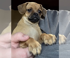 Carlin Pinscher Puppy for sale in COBB, WI, USA