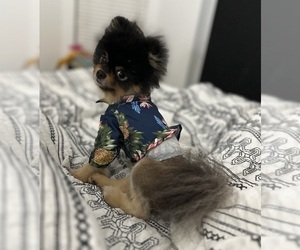 Father of the Pomeranian puppies born on 11/15/2025