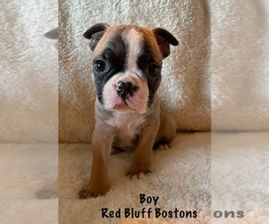 Boston Terrier Puppy for Sale in RED BLUFF, California USA
