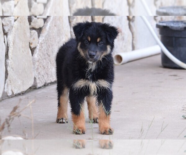 Medium Photo #1 Miniature Australian Shepherd Puppy For Sale in STEPHENVILLE, TX, USA