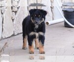 Small Photo #1 Miniature Australian Shepherd Puppy For Sale in STEPHENVILLE, TX, USA