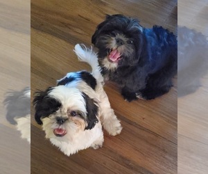 Shih Tzu Puppy for sale in SPG VALLEY LK, CA, USA