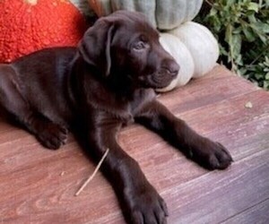 Labrador Retriever Puppy for sale in GARNER, NC, USA