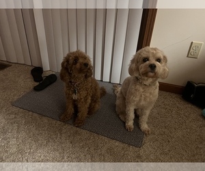 Mother of the Cavapoo (Miniature) puppies born on 06/28/2026