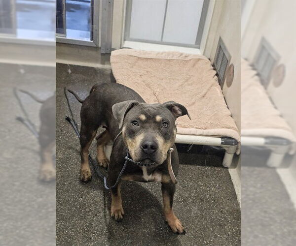 Medium Photo #1 American Pit Bull Terrier Puppy For Sale in Berkeley , CA, USA