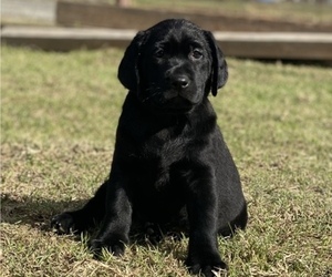 Labrador Retriever Puppy for sale in GERBER, CA, USA