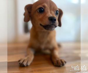 Chihuahua-Unknown Mix Dogs for adoption in Washington, DC, USA