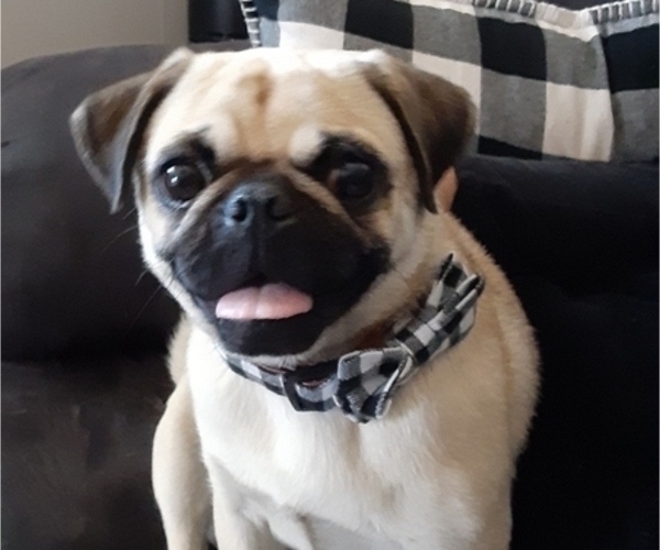 Medium Photo #1 Pug Puppy For Sale in NEW BERN, NC, USA