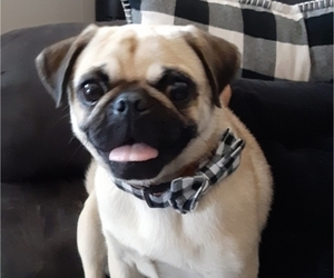 Mother of the Pug puppies born on 06/05/2025