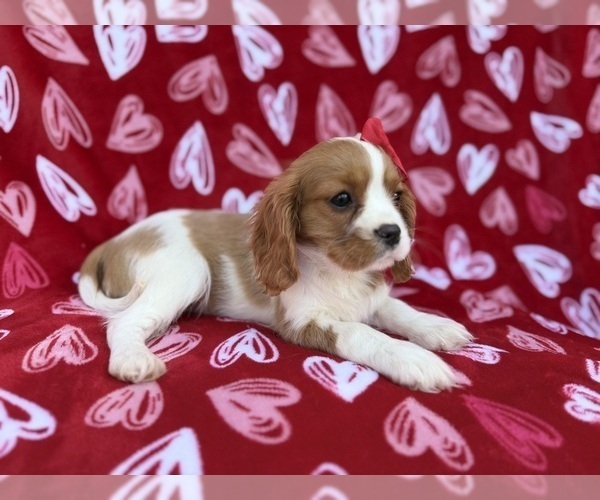 Medium Photo #8 Cavalier King Charles Spaniel Puppy For Sale in LAKELAND, FL, USA