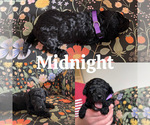 Small #1 Goldendoodle (Miniature)