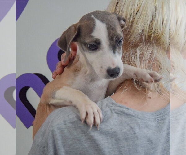 Medium Photo #4 Italian Greyhound-Shih Tzu Mix Puppy For Sale in Huntley, IL, USA