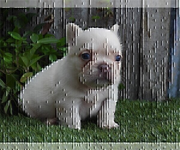 Medium Photo #2 French Bulldog Puppy For Sale in DACULA, GA, USA
