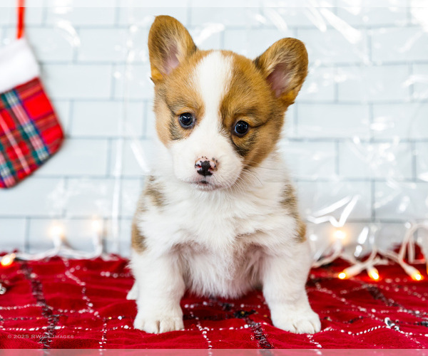 Medium Photo #38 Cardigan Welsh Corgi Puppy For Sale in WAKARUSA, IN, USA