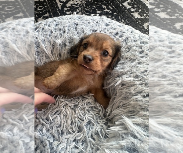 Medium Photo #4 Dachshund Puppy For Sale in SAN DIEGO, CA, USA