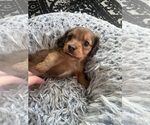 Small #3 Dachshund
