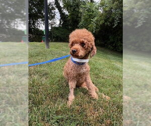 Mera Jun 26 in Foster in Charlotte, NC - Female Poodle (Toy) Dog for Adoption - Photo #2