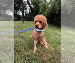 Small Photo #2 Poodle (Toy) Puppy For Sale in Pacolet, SC, USA