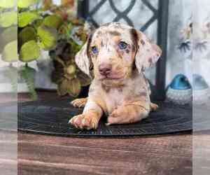 Dachshund Puppy for sale in MARIETTA, GA, USA