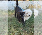 Small Photo #4 Maltese Puppy For Sale in HOPKINSVILLE/PRINCETON, KY, NH, USA