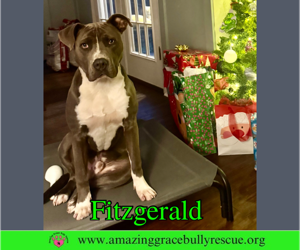 Medium Photo #1 American Bulldog-Unknown Mix Puppy For Sale in Pensacola, FL, USA