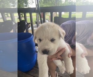 Pyrenees Husky Puppy for sale in WOLFE CITY, TX, USA