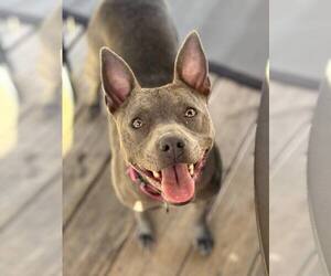 Gimlet - Female Mutt Dog for Adoption - Photo #8