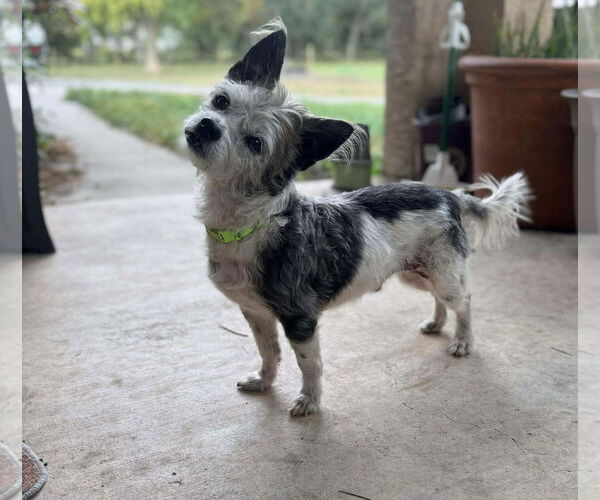 Medium Photo #1 Mutt Puppy For Sale in Palatka, FL, USA