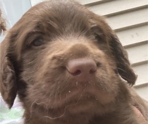 Labradoodle Puppy for sale in COLOMA, MI, USA