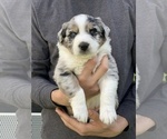 Small Photo #1 Australian Shepherd Puppy For Sale in TERREBONNE, OR, USA