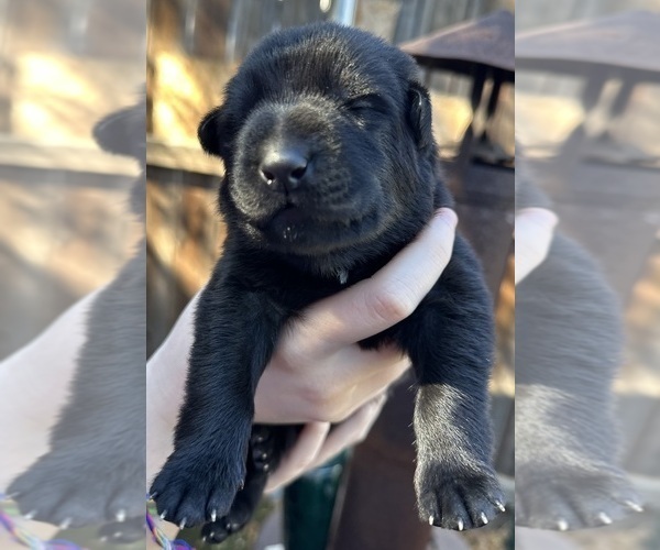 Medium Photo #40 German Shepherd Dog Puppy For Sale in LAKE ELSINORE, CA, USA