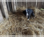 Puppy Puppy 2 Australian Shepherd