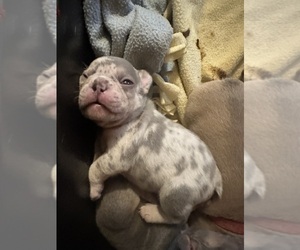 French Bulldog Puppy for Sale in MOORESVILLE, Indiana USA