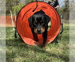Small #5 Rottweiler