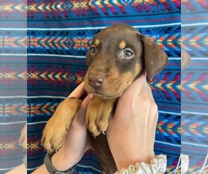 Doberman Pinscher Puppy for sale in FOUNTAIN VLY, CA, USA