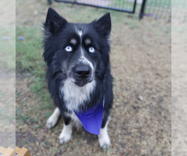 Medium Photo #2 Siberian Husky-Unknown Mix Puppy For Sale in San Antonio, TX, USA