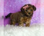 Small Photo #135 Yorkipoo Puppy For Sale in WARSAW, IN, USA