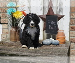 Small Photo #3 Bernedoodle Puppy For Sale in DUNDEE, OH, USA