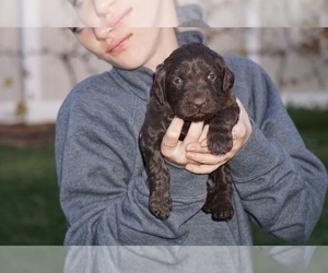 Labradoodle Puppy for sale in YUCAIPA, CA, USA