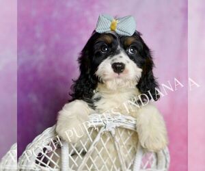 Cavapoo (Miniature) Puppy for sale in WARSAW, IN, USA