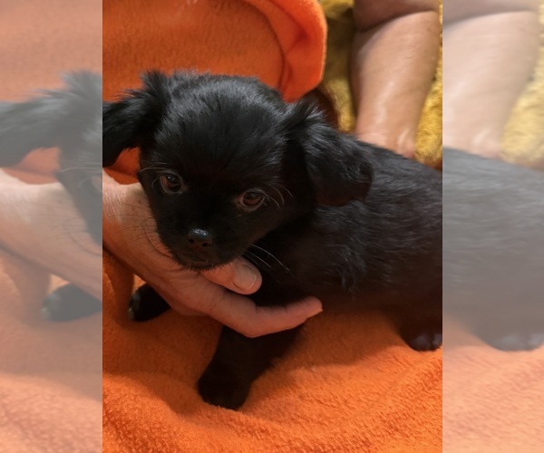 Medium Photo #2 ShiChi Puppy For Sale in FORTSON, GA, USA