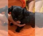 Small #1 ShiChi