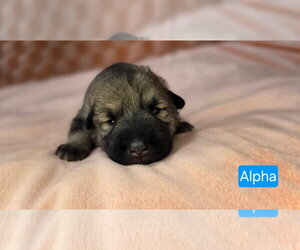 American Pit Bull Terrier-Unknown Mix Dogs for adoption in Duluth, MN, USA