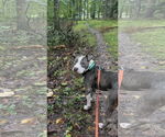 Small #2 American Pit Bull Terrier