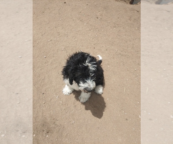 Medium Photo #19 Bernedoodle Puppy For Sale in CALHAN, CO, USA