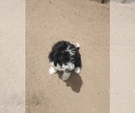 Small #18 Bernedoodle