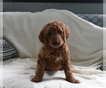 Small Photo #5 Goldendoodle Puppy For Sale in SUGARCREEK, OH, USA