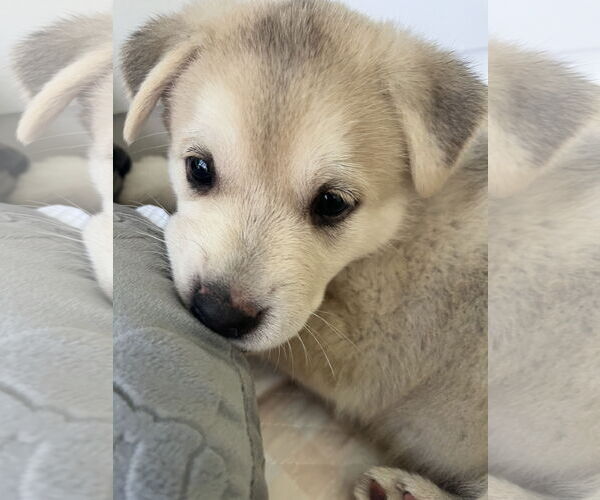 Medium Photo #4 Siberian Husky Puppy For Sale in Holly Springs, NC, USA